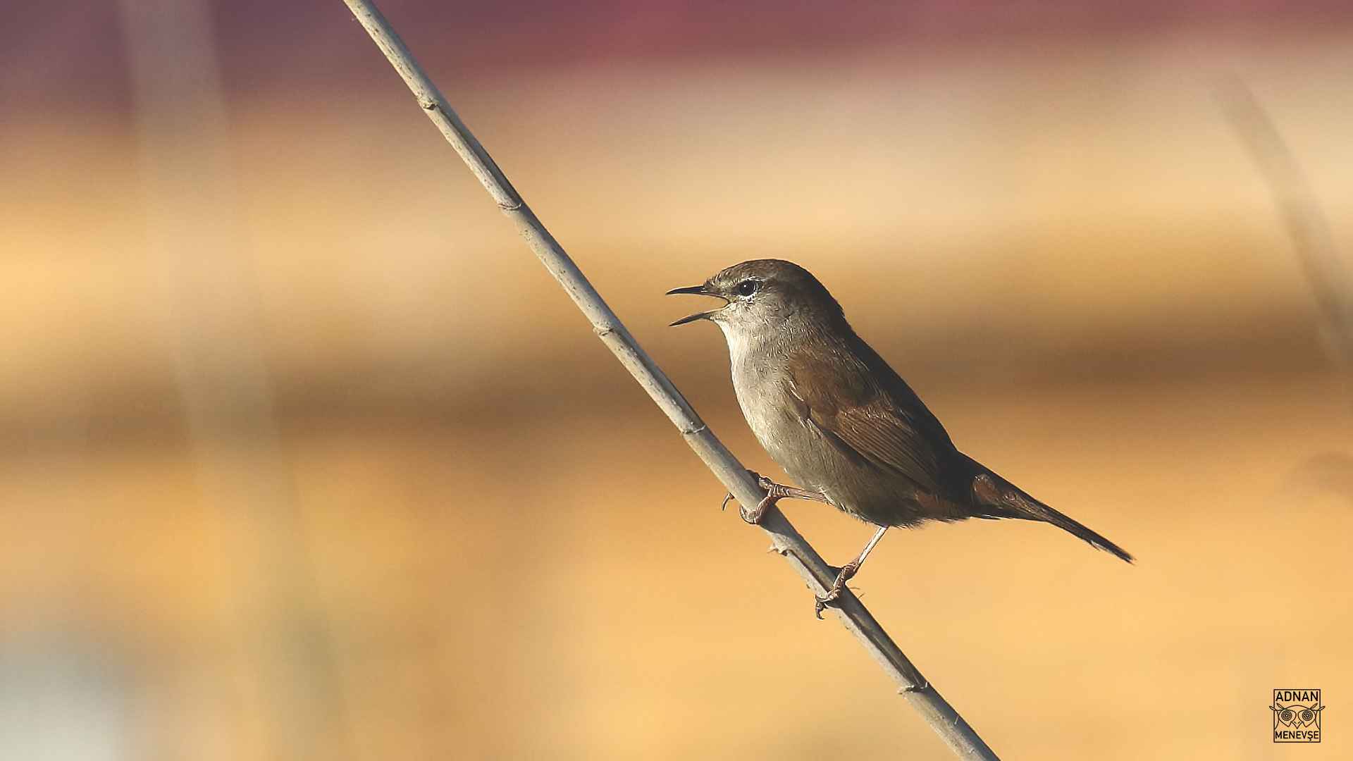 Cetti's Warbler